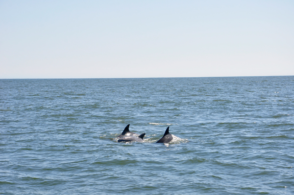 3 dolphins